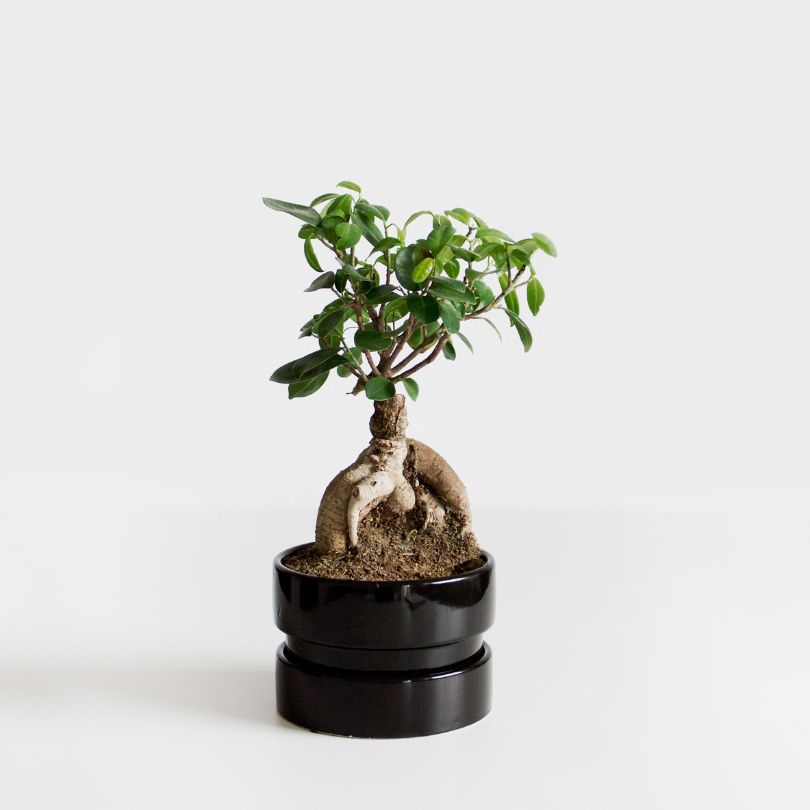 bonsai history