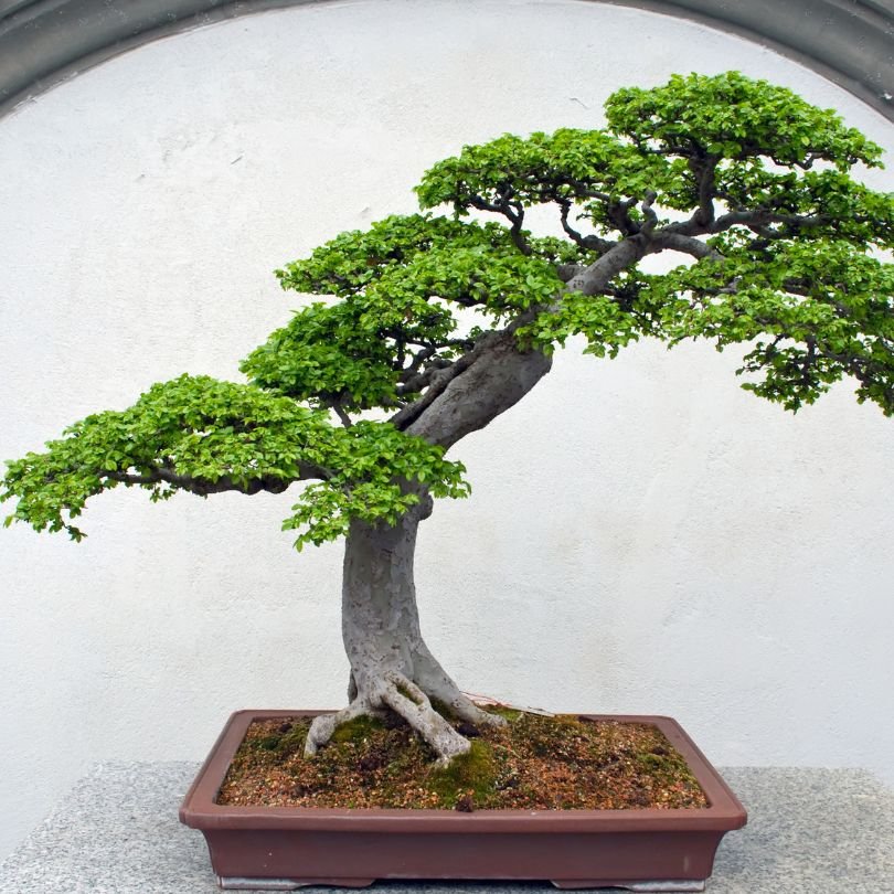 Origin and History of Bonsai Tradition and Miniature Art in the United