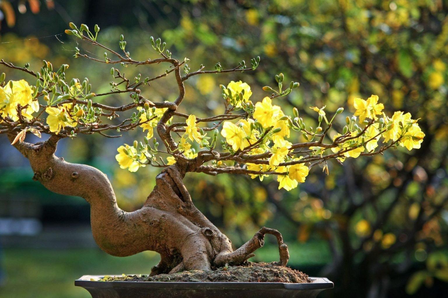Origin and History of Bonsai Tradition and Miniature Art in the United