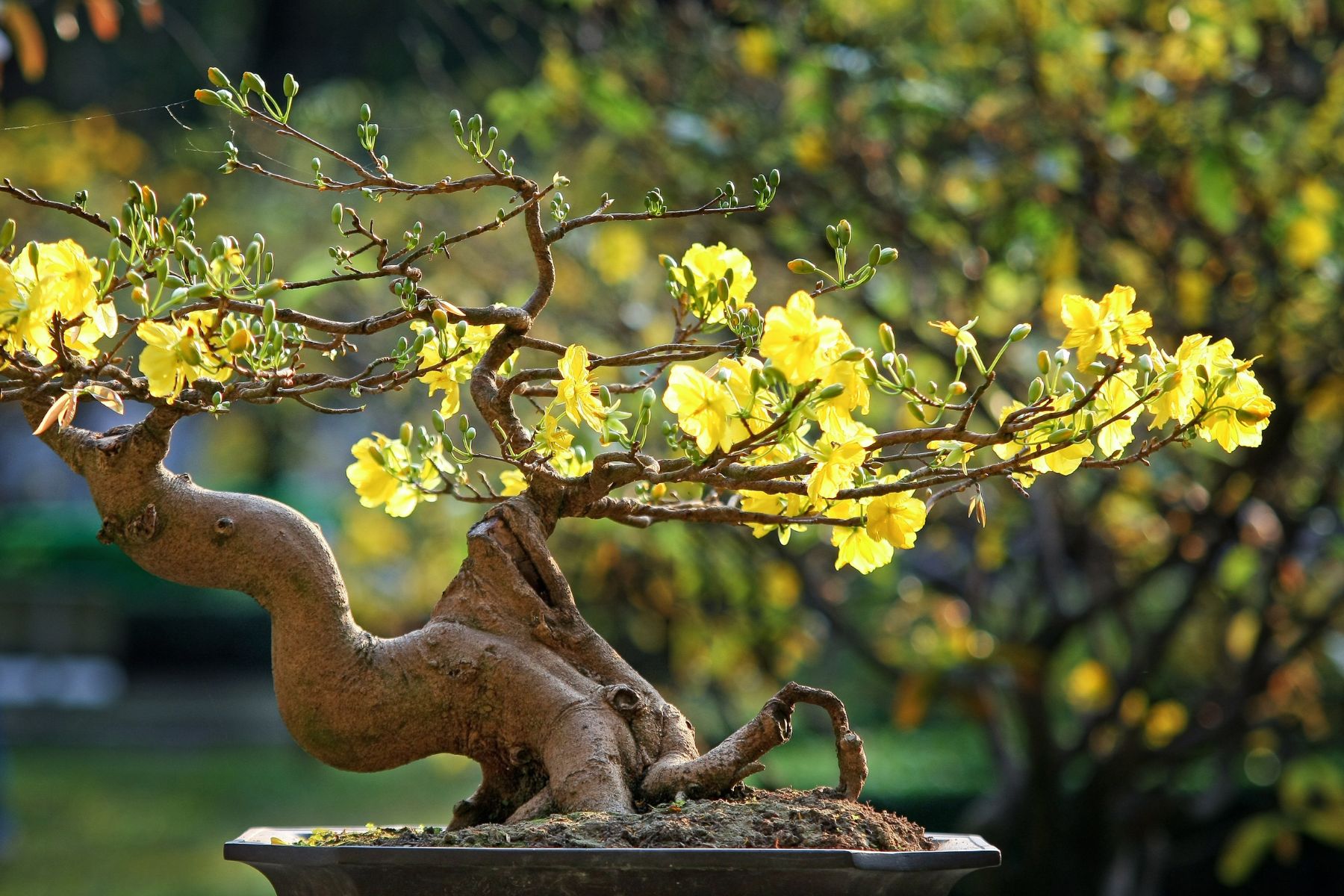 bonsai history page